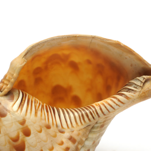 picture shows one piece ear trumpet @ EarTrumpets.com